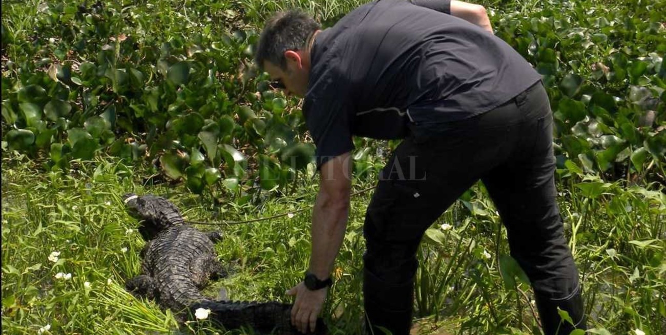 Liberaron al yacaré negro capturado en la Laguna Setúbal