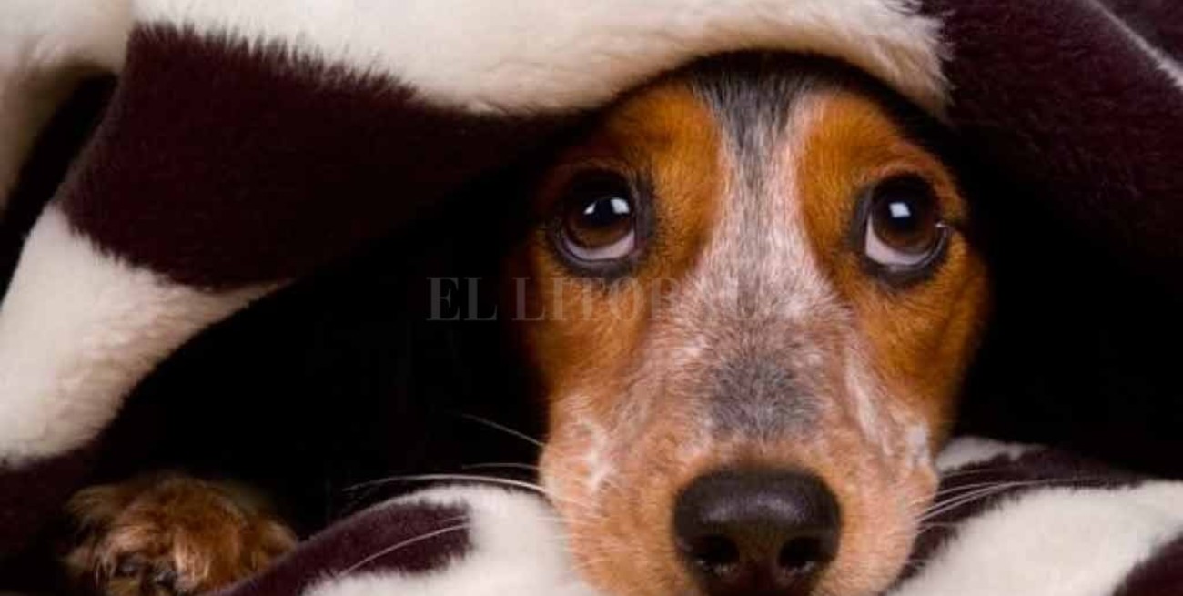 Fiestas y pirotecnia: ¿cómo proteger del ruido a nuestros perros y gatos?