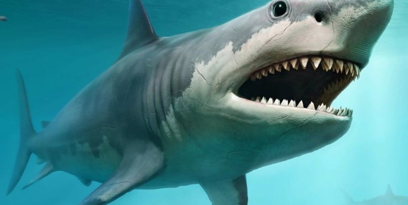 Hallaron un hueso de un tiburón prehistórico gigante en la costa argentina