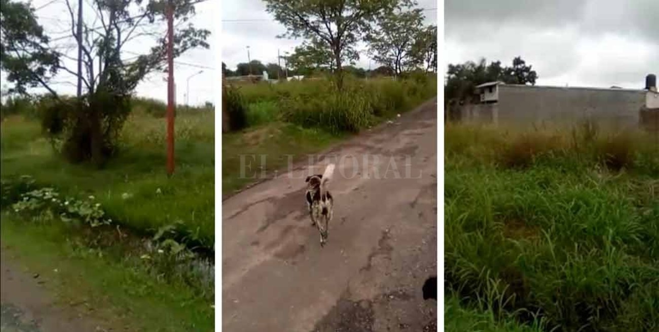 Yuyos altos, calles rotas e inseguridad detrás de la Granja La Esmeralda