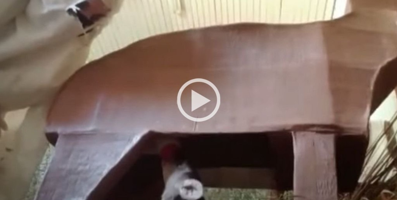 Corrientes: hicieron una mamá sustituta de cartón para salvar a un ciervito huérfano