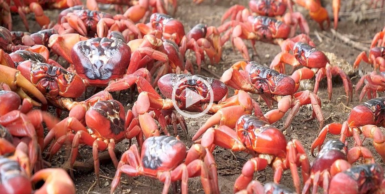 Video: miles de cangrejos rojos complican el tránsito durante su ritual de apareamiento