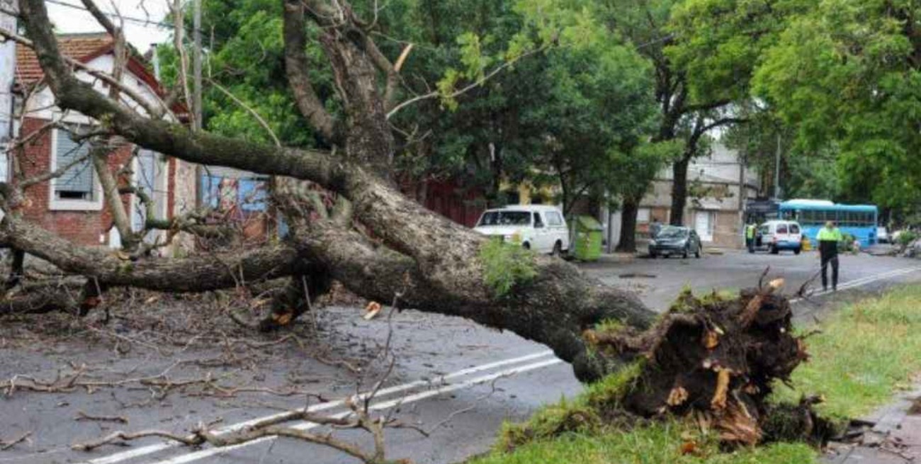 Fuerte temporal anegó calles y produjo caída de árboles en Rosario