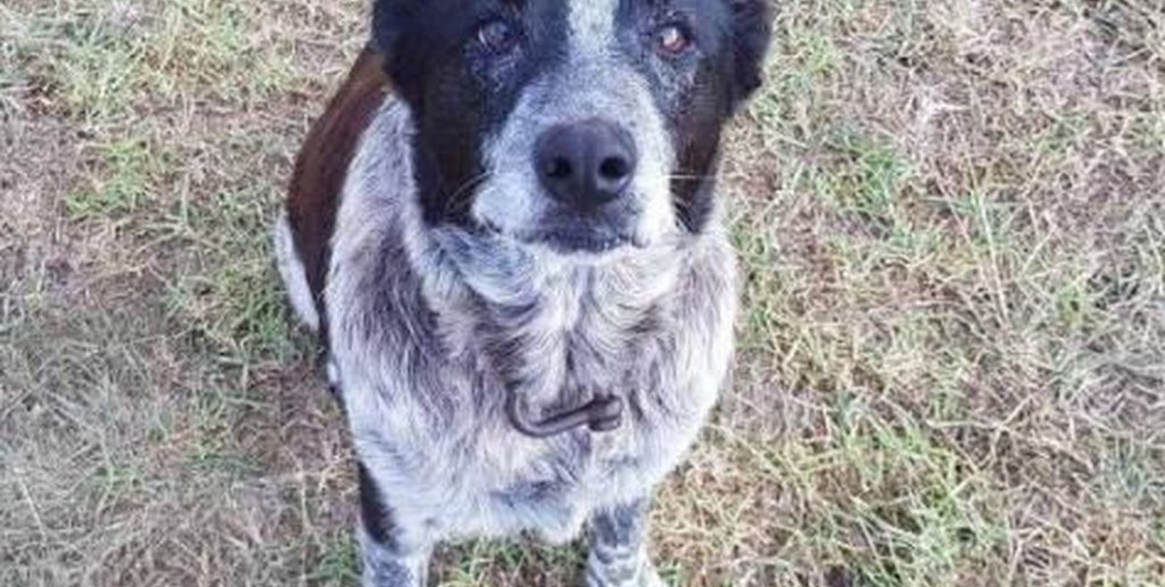Héroe: ciego y sordo, este perro cuidó de una niña de 3 años