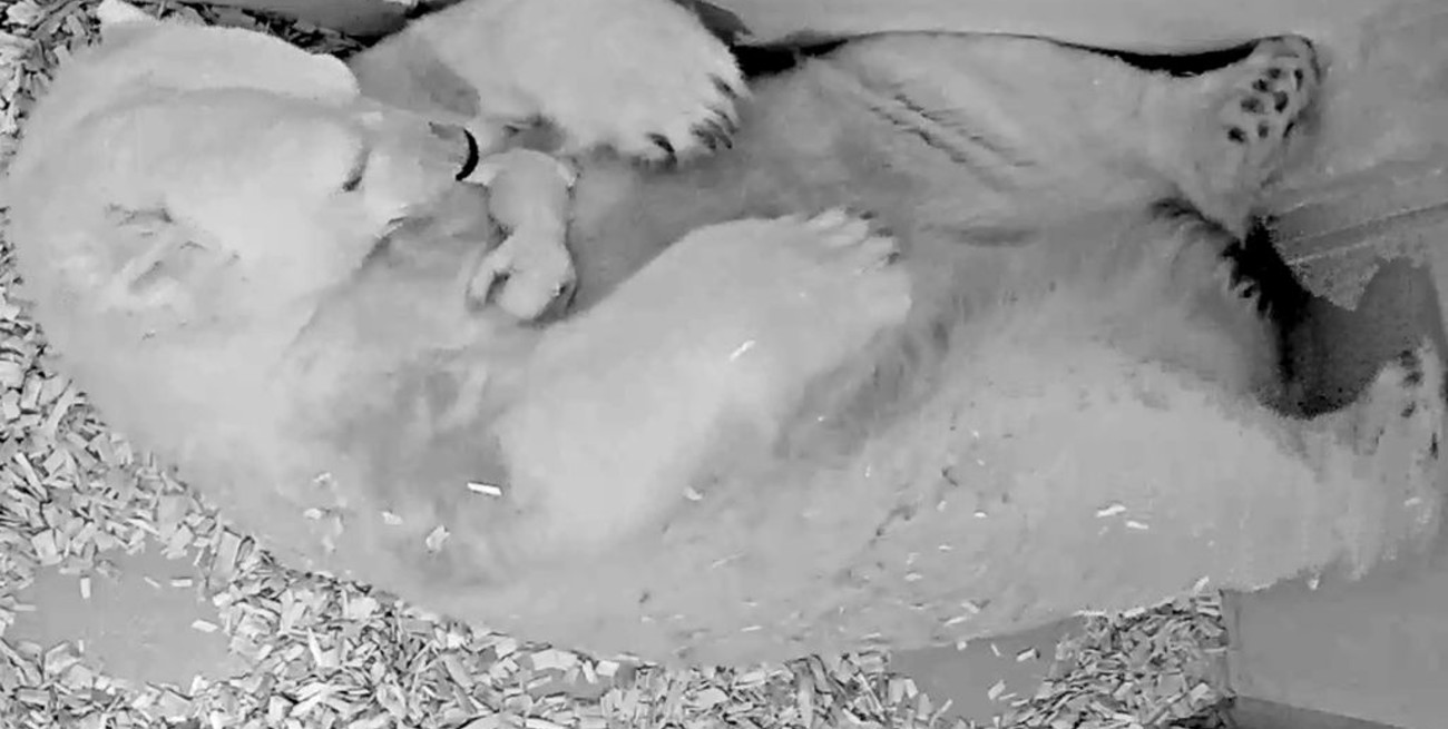El nacimiento de un oso polar enternece a todo Berlín