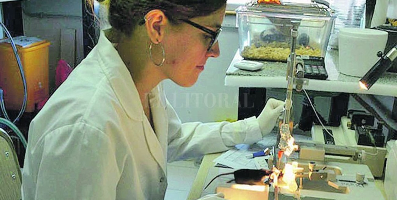 La noble yerba mate podría ayudar a tratar el Parkinson