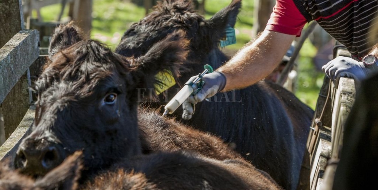 Entes sanitarios deben reempadronarse en el Senasa: paso a paso, cómo hacerlo