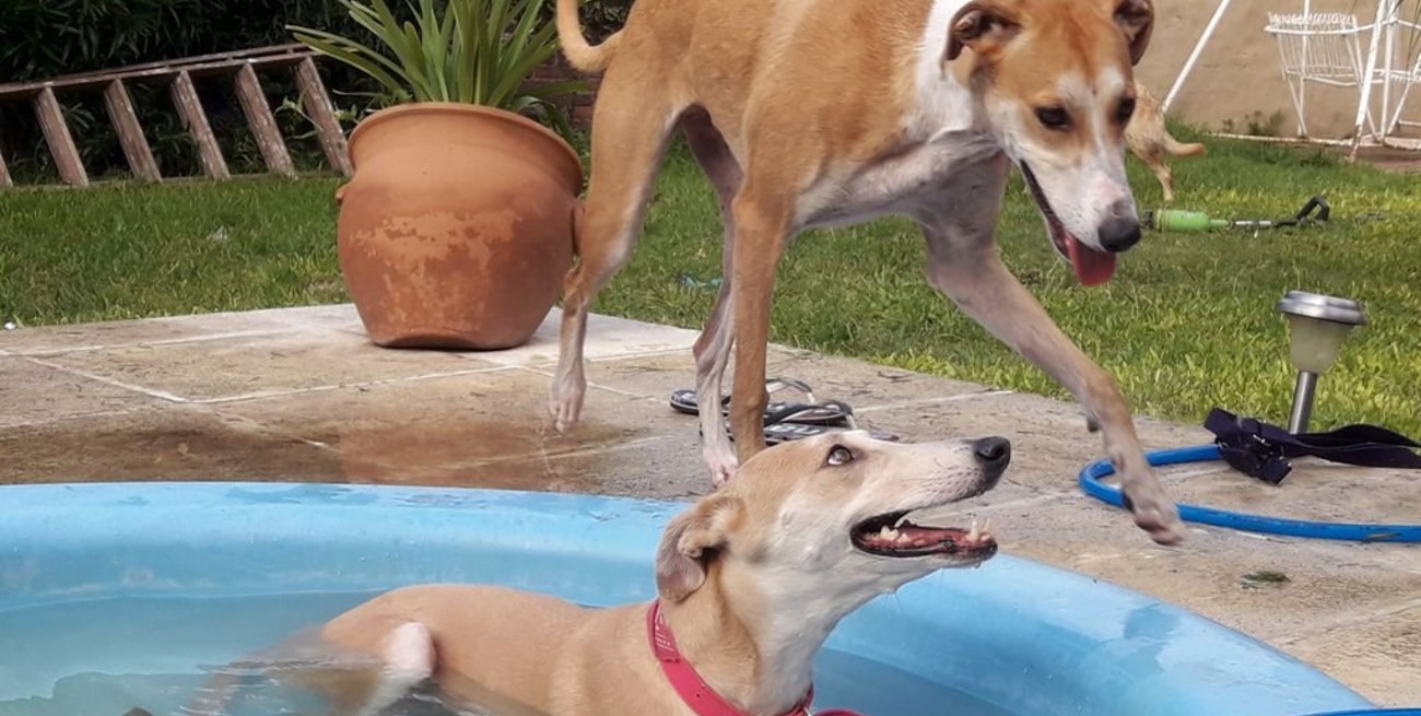 Línea directa: "aumento de la TGI", "refrigeración en bares" y otros mensajes