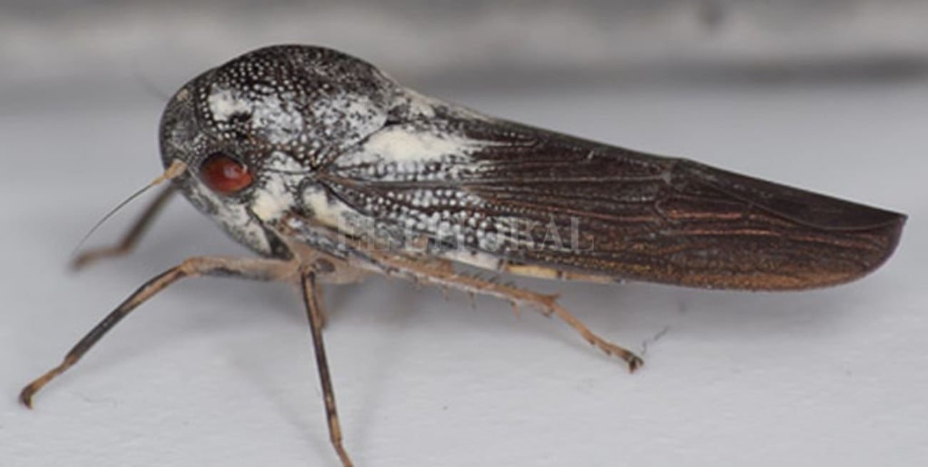 Investigadores de Reino Unido descubieron una chicharra "metálica" en Uganda