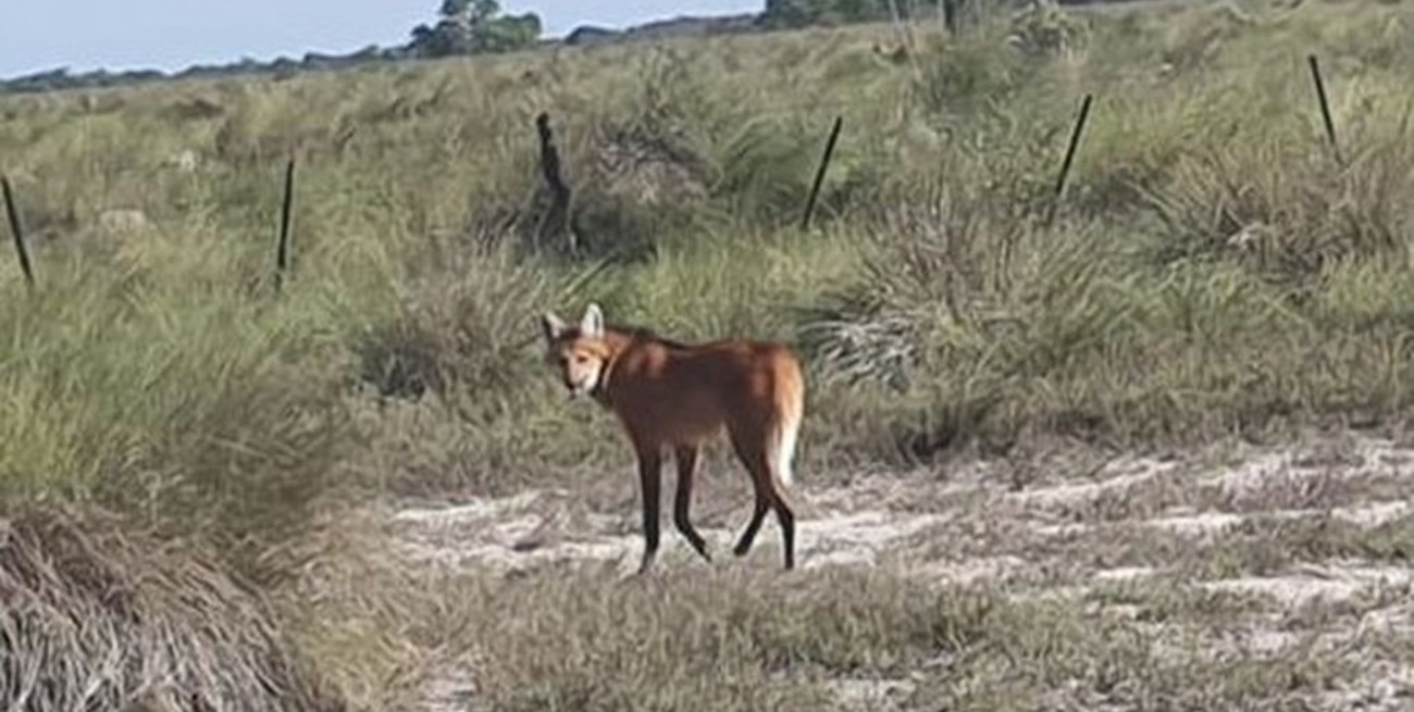 Visitó Aguará y vio uno