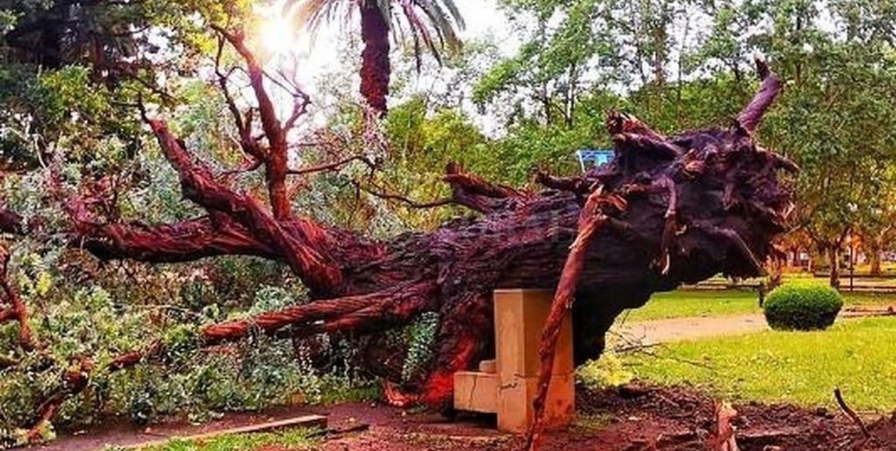 El temporal destrozó el árbol que plantó Borges