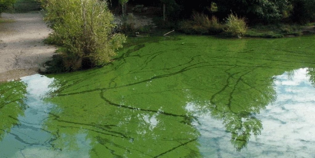 Advierten por la presencia de cianobacterias en aguas recreativas de Santa Fe, Buenos Aires, Entre Ríos y Córdoba
