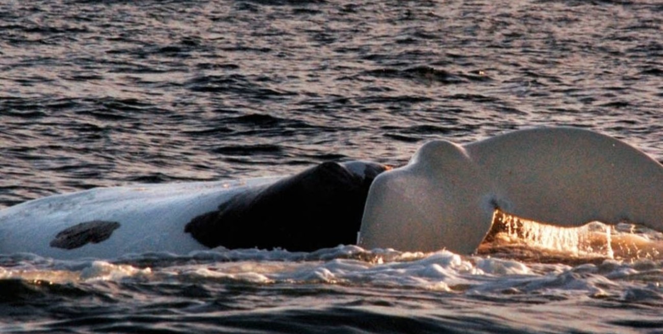 Regresó a Península de Valdés, "Tehuelche", la ballena cuyo parto fue el primero en ser filmado