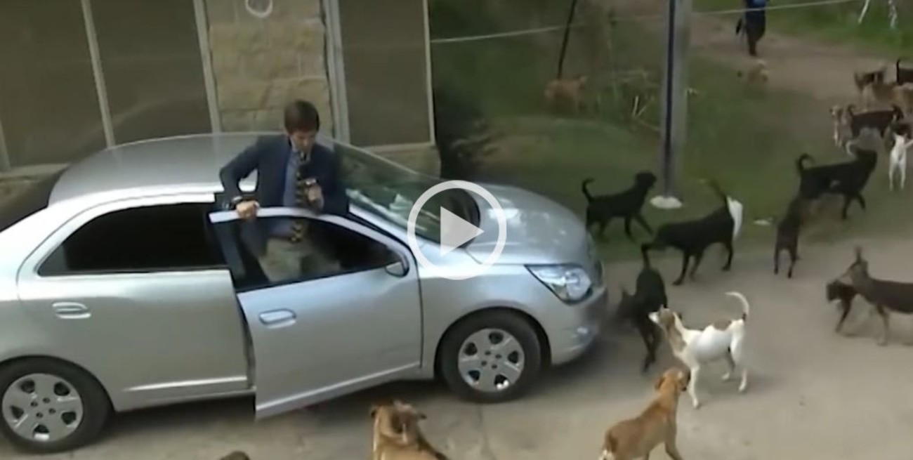 Robertito Funes Ugarte fue atacado en vivo por un grupo de perros