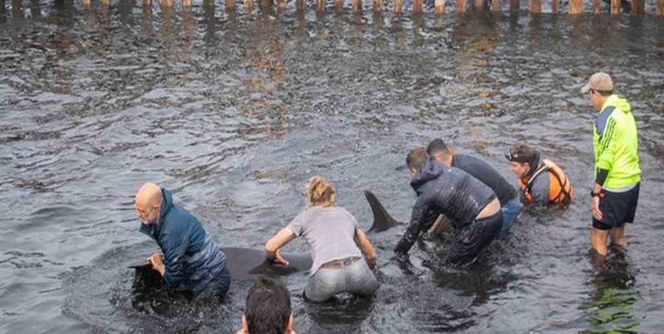 Video: una manada de delfines quedó varada en la costa de Ushuaia, y fueron rescatados por un grupo de personas