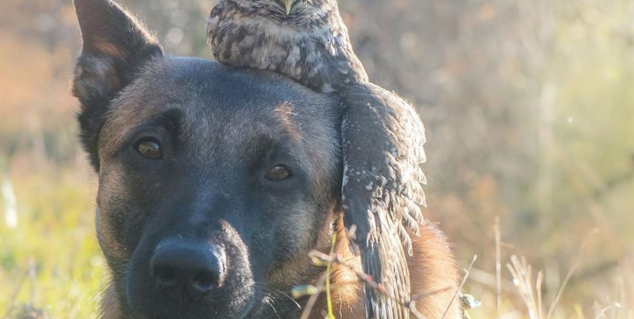 La amistad entre un perro y un búho que es furor en las redes sociales