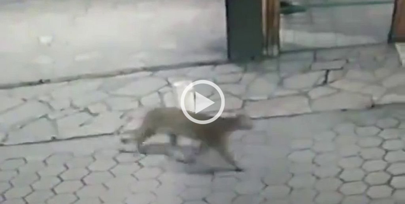 Video: buscan un puma en la ciudad de San Carlos de Bariloche