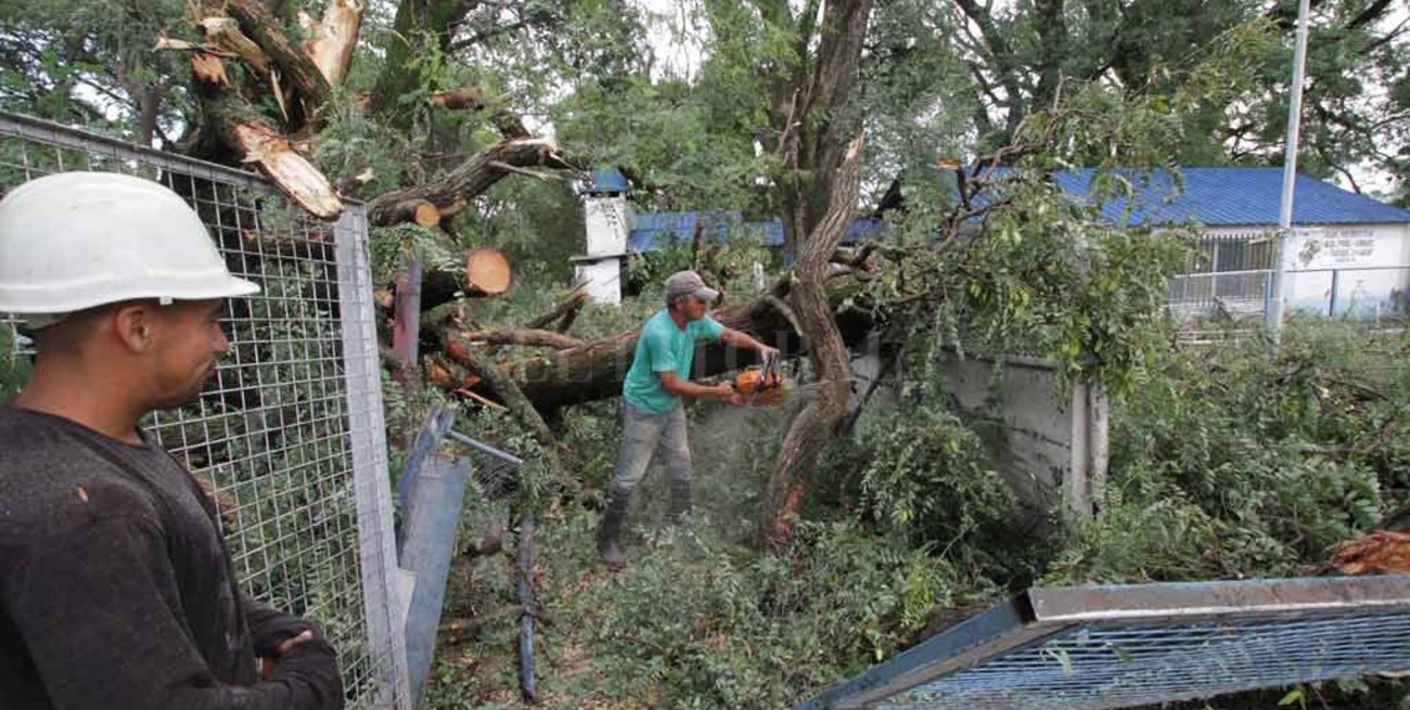 Estiman unos 2500 árboles caídos tras la tormenta en la ciudad