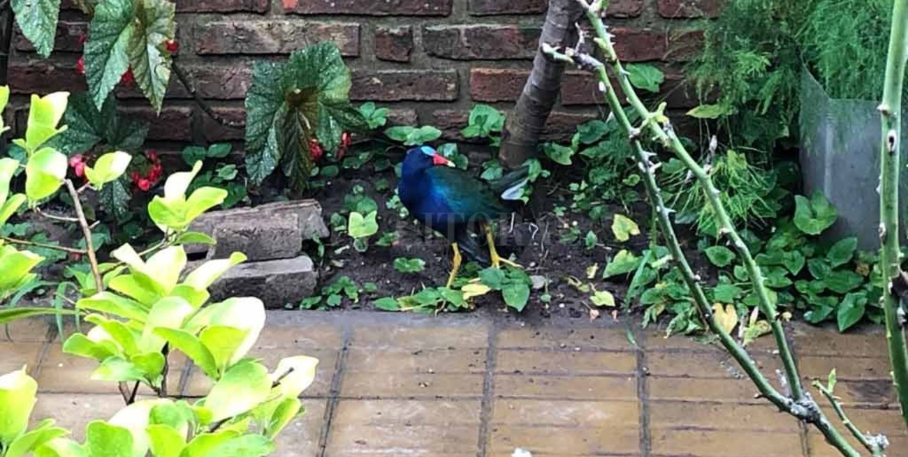 Una "Pollona azul" sorprendió a una vecina de barrio Guadalupe