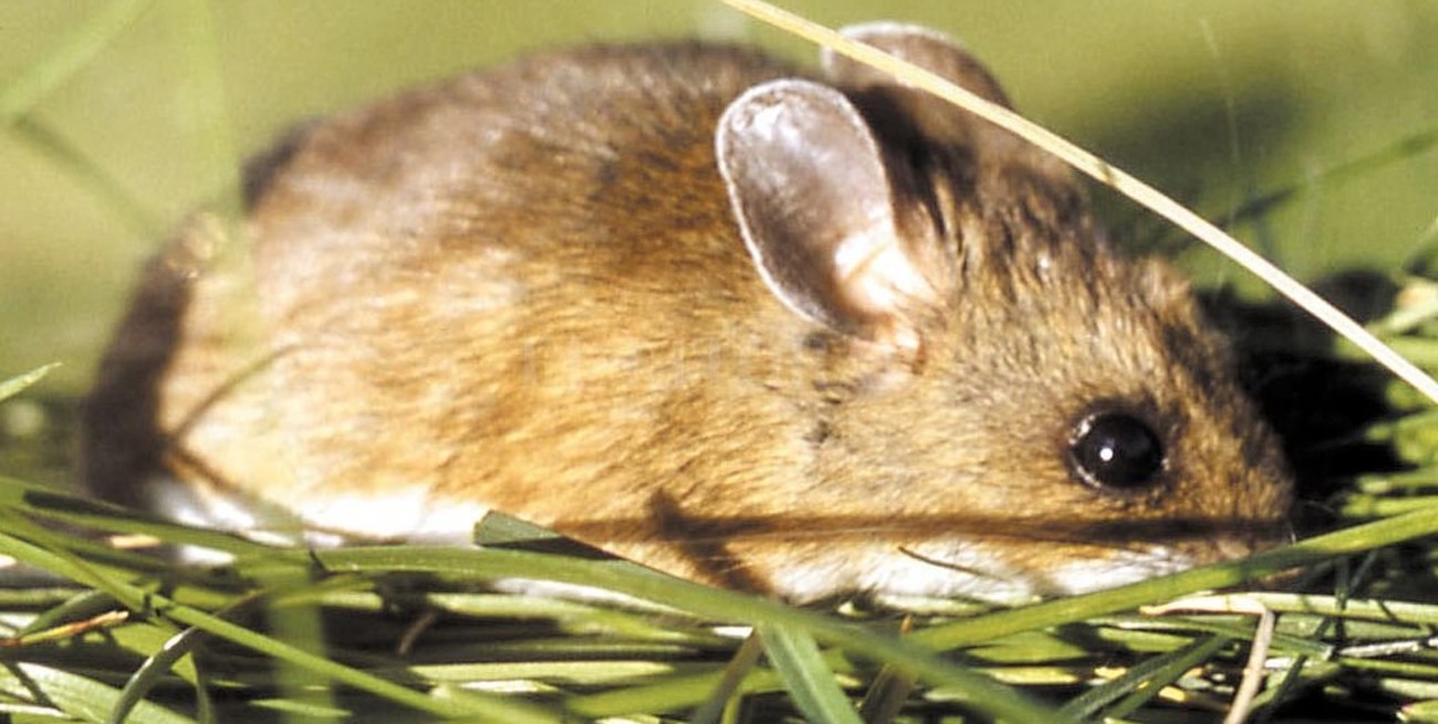 Una mujer murió en Chubut y otra en La Plata y ya son 14 las víctimas por hantavirus