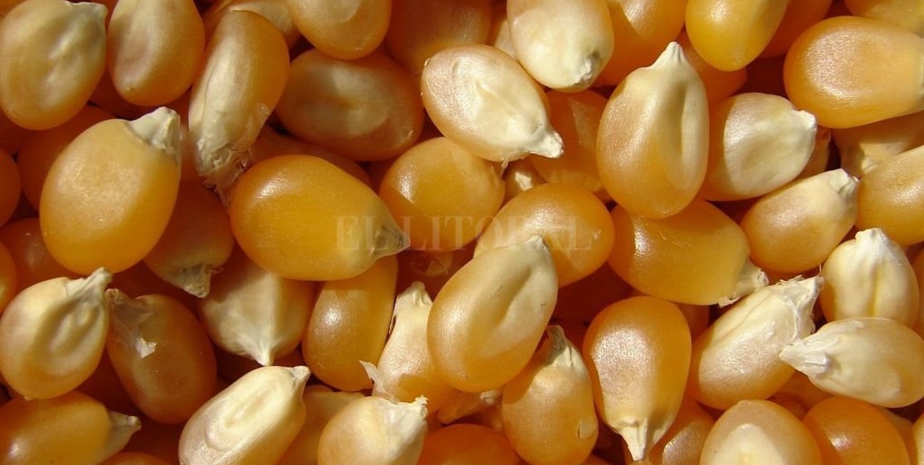 Argentina volverá a ser el segundo exportador mundial de maíz 