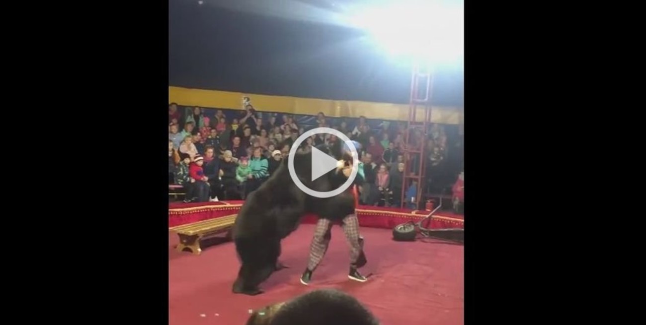 Video: Un oso de circo atacó a su domador en pleno show
