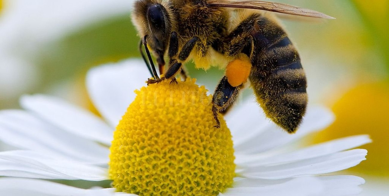 20 de Mayo: Día Mundial de las Abejas