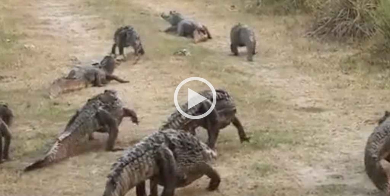Video: pumas y yacarés escapan del fuego en los incendios de Corrientes