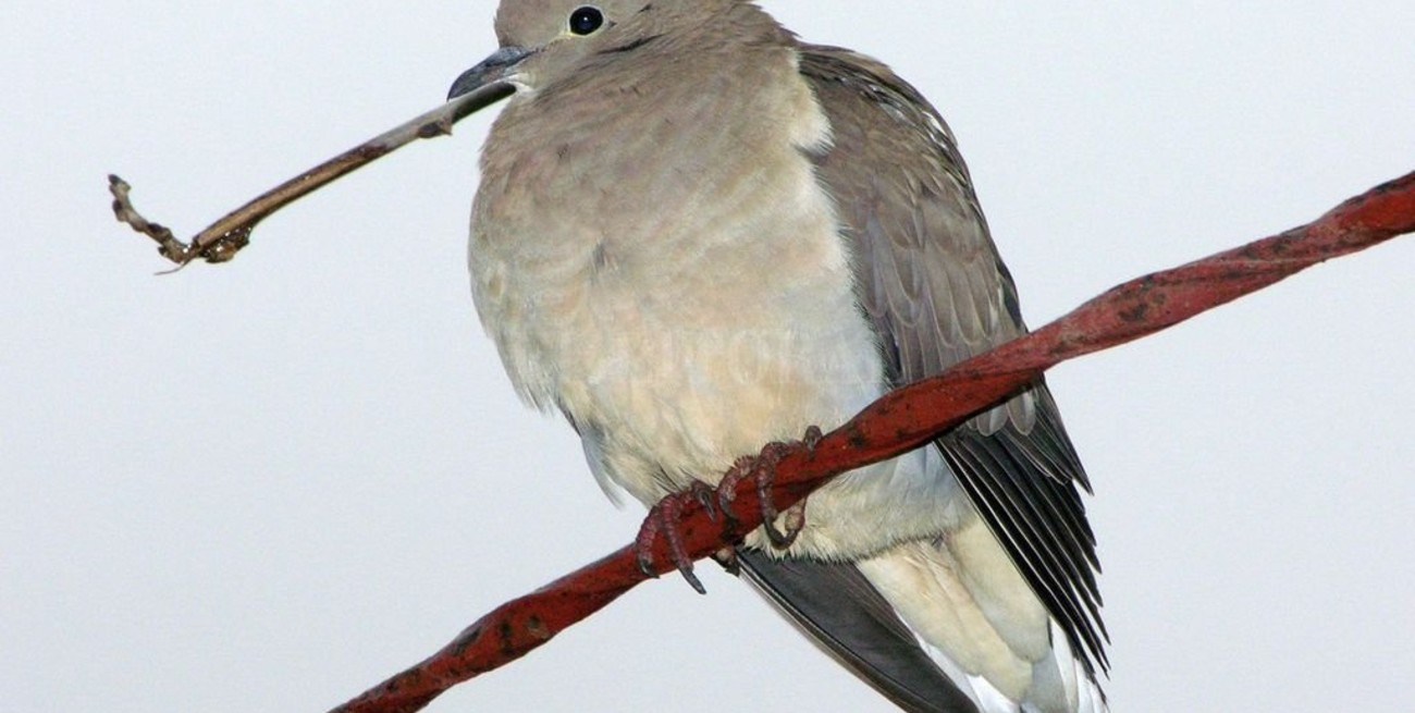 Ingresaban droga a la cárcel por medio de palomas mensajeras