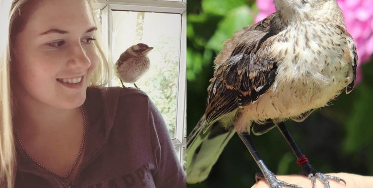 La historia de Pipi: Fue rescatado y, en libertad, decide vivir con su dueña