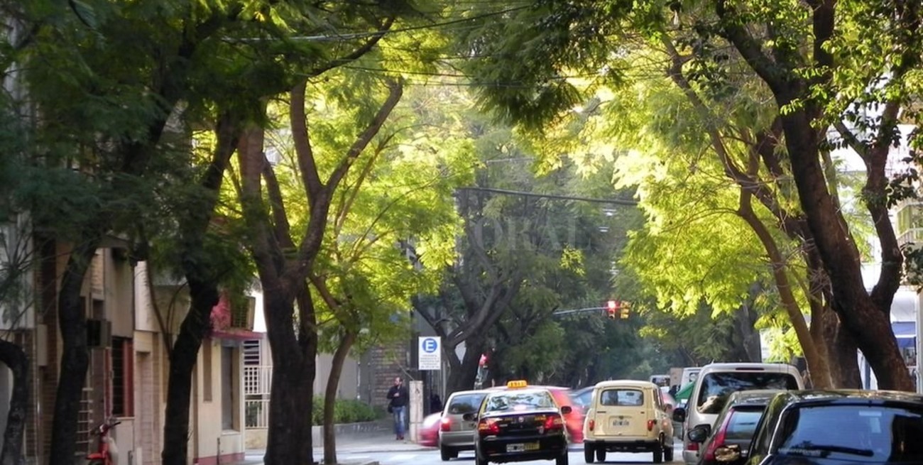 Promulgaron la Ley del Árbol