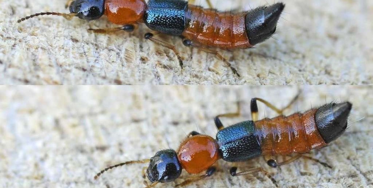 Detectan las primeras lesiones por el bicho de fuego: cómo prevenirlas