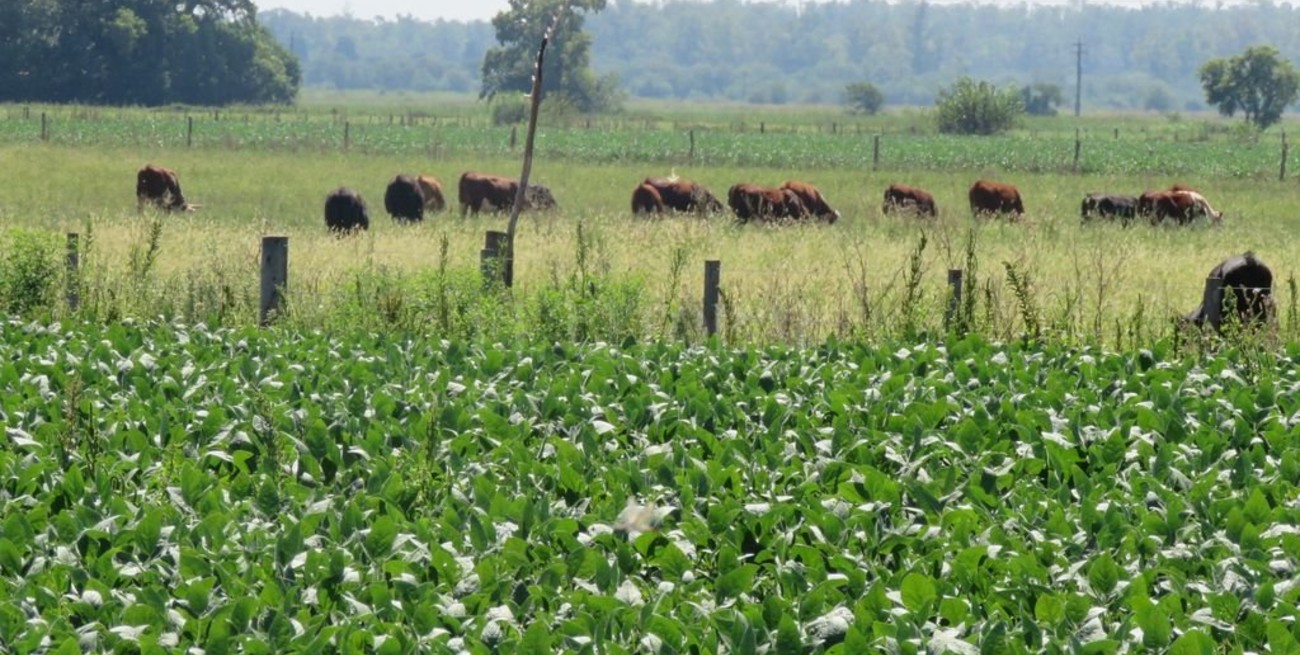 Vacas que dan más soja 