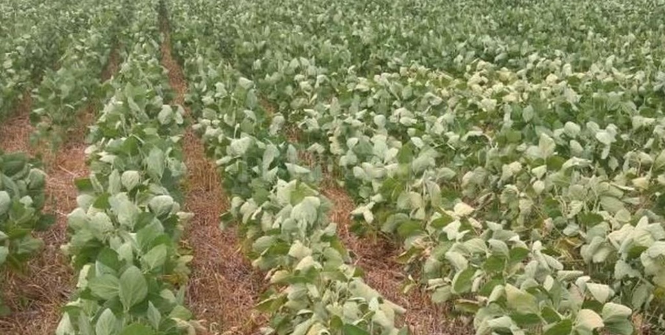 Creció un 6 % la soja de segunda 