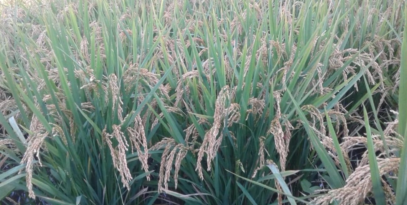 De San Javier a Japón: el arroz orgánico sale al mundo