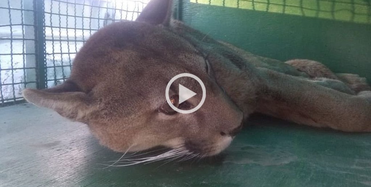 Tras más de cinco horas, capturaron al puma de Ostende