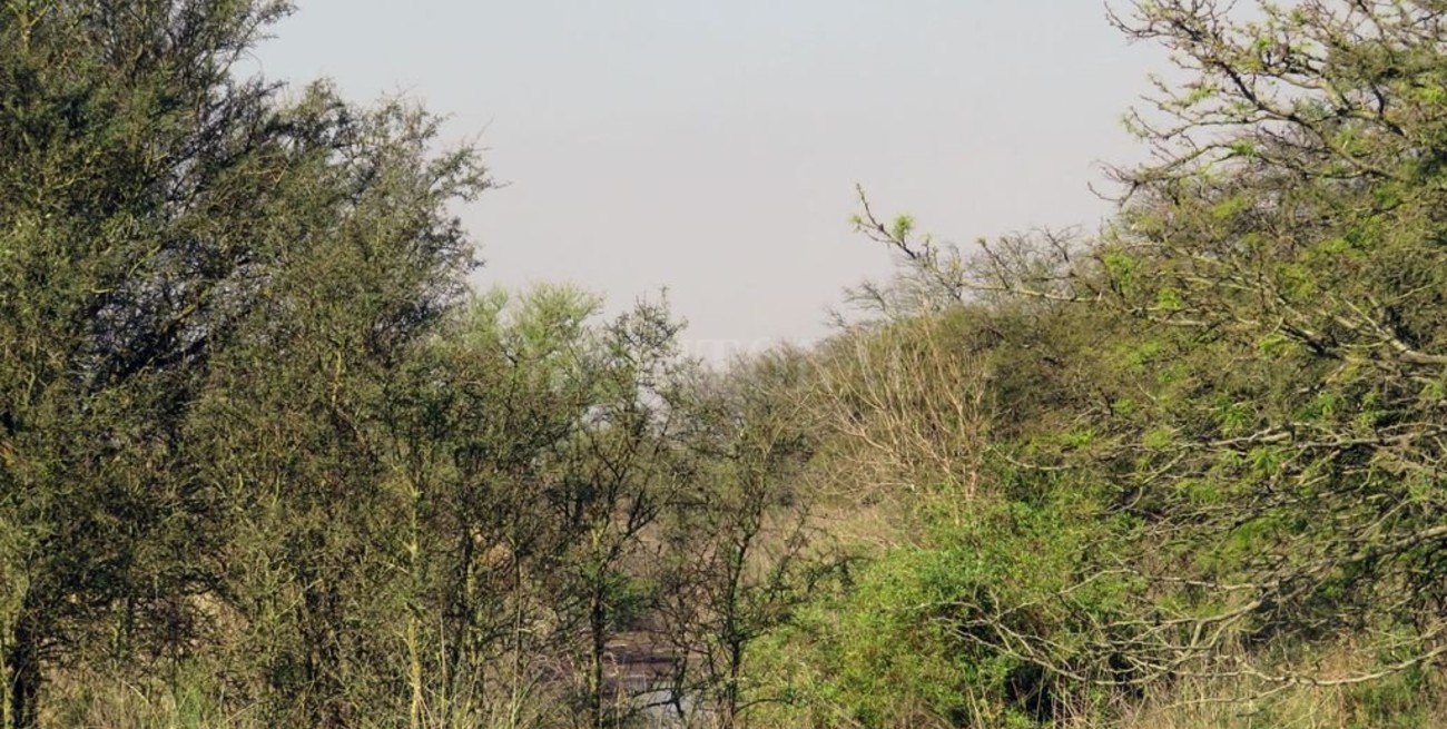 Se perdieron 6,5 millones de hectáreas de bosque nativo en los últimos 20 años en la Argentina