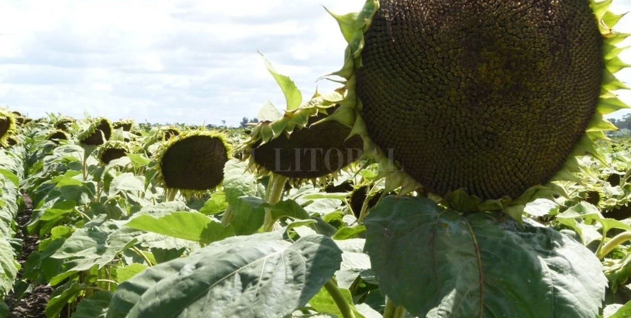 Girasol: quien no se inundó compensó con rinde la caída del precio