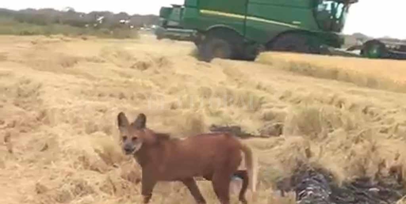 Video: dos aguará guazú sorprendieron en un campo santafesino