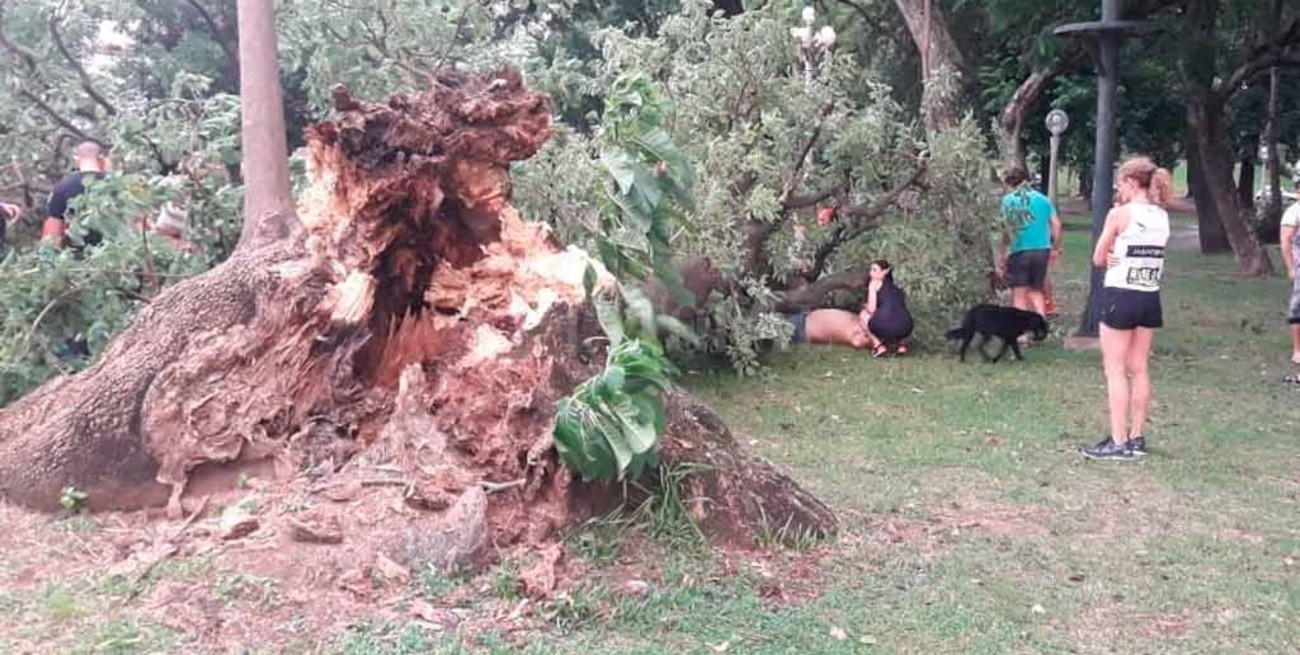 La historia del "Ombú de La Chipacera", el gigante que se cayó en el Parque del Sur