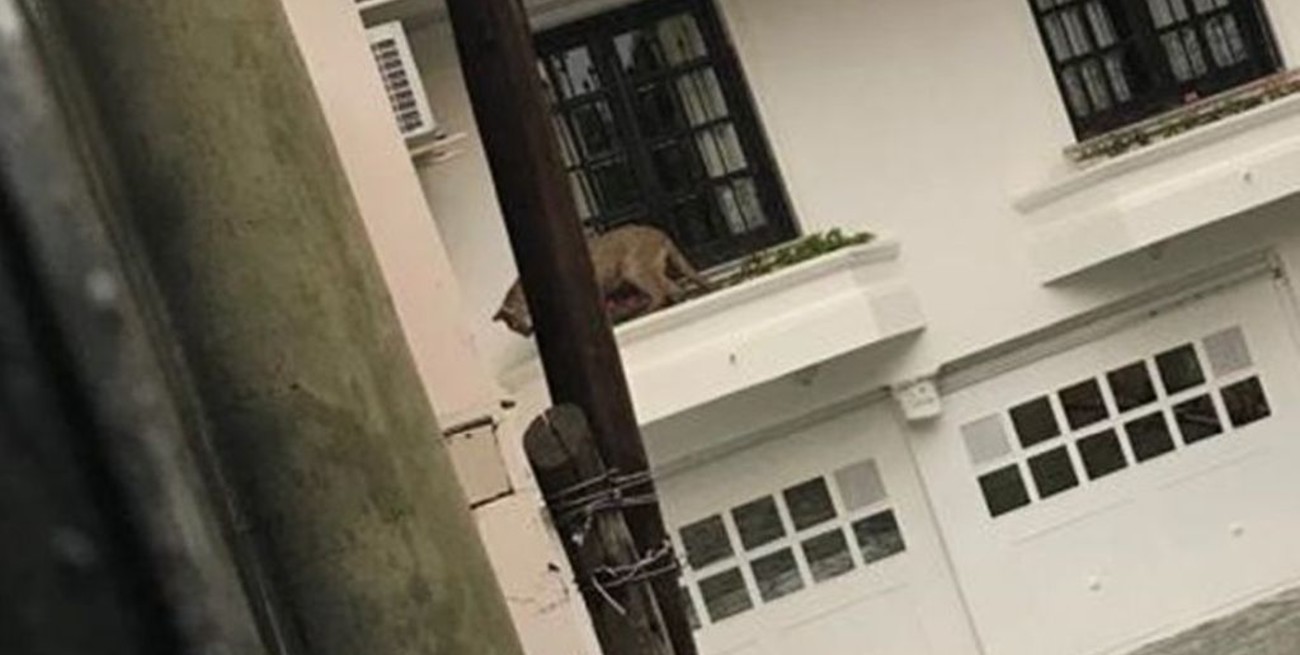 Buscan a un puma suelto en Jujuy
