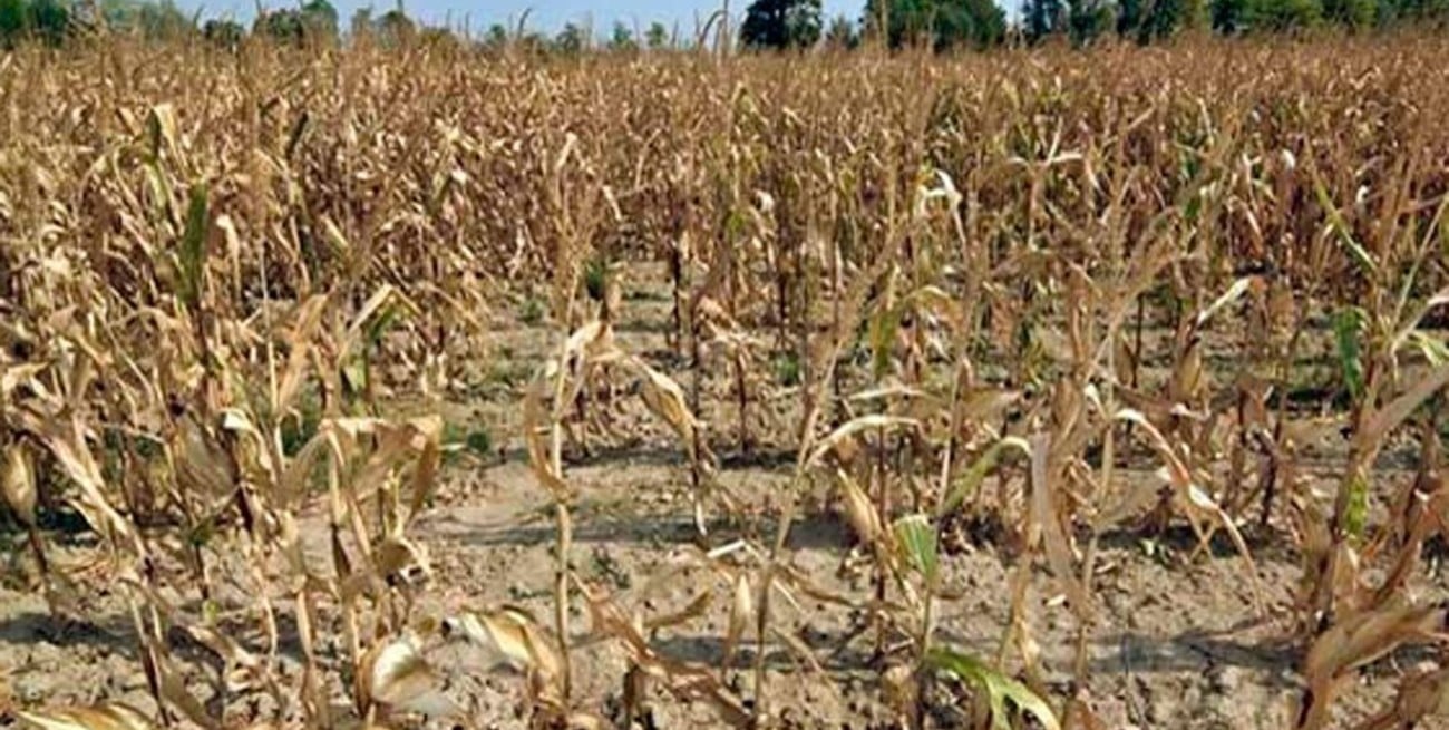 Por la sequía, declaran emergencia agropecuaria en La Pampa