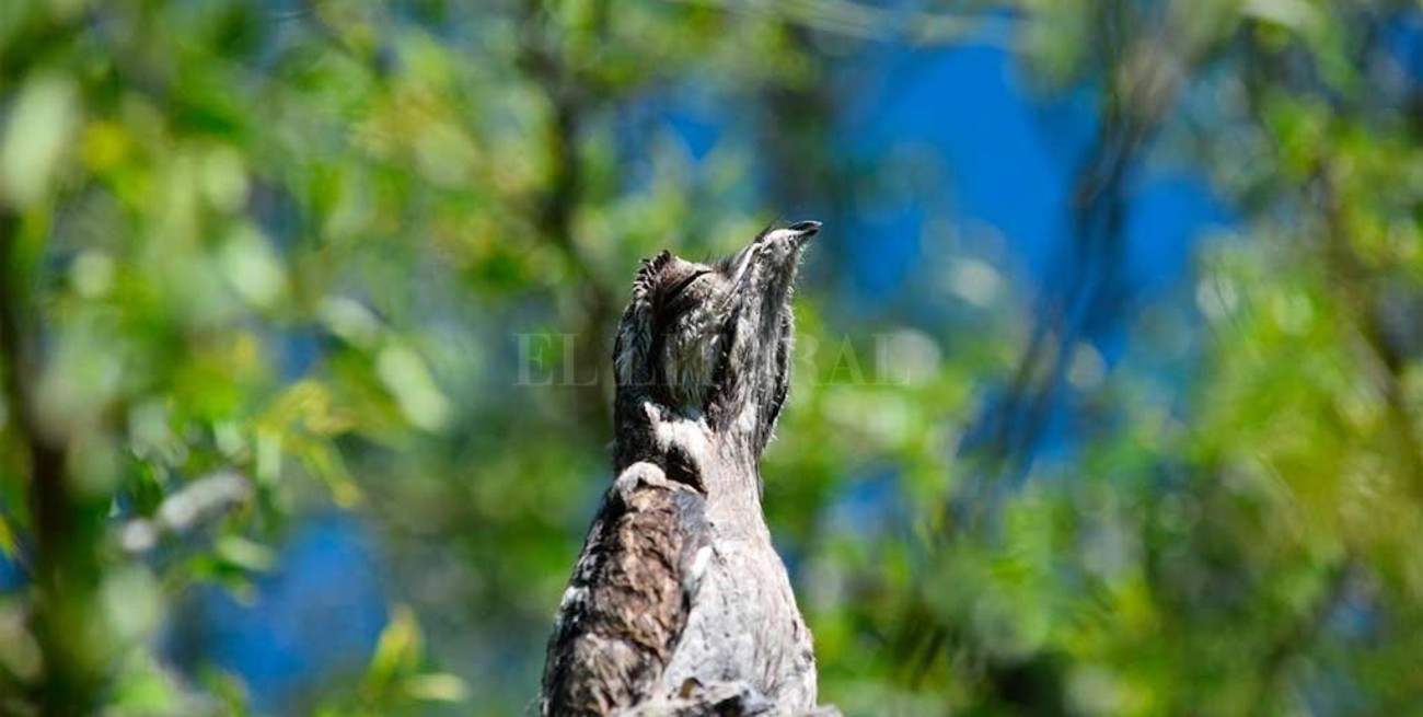 Fotografiaron al "ave fantasma": conocé la historia 