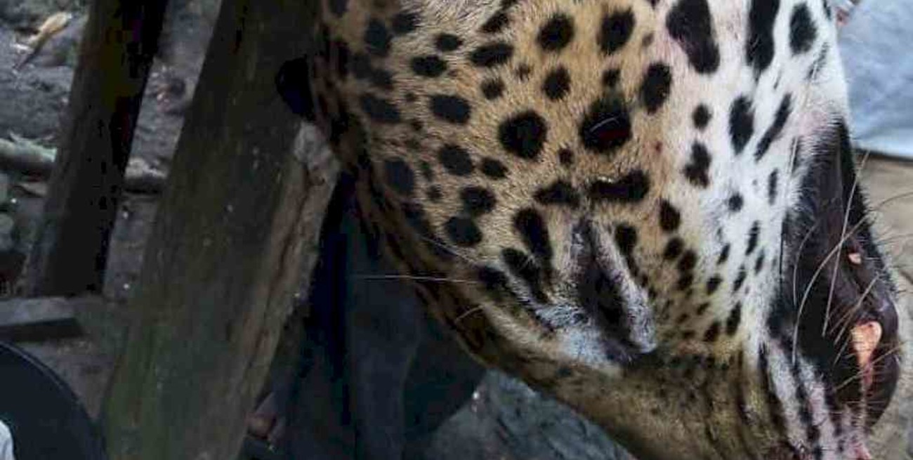 Crueldad animal: asesinan y desuellan a un jaguar en México