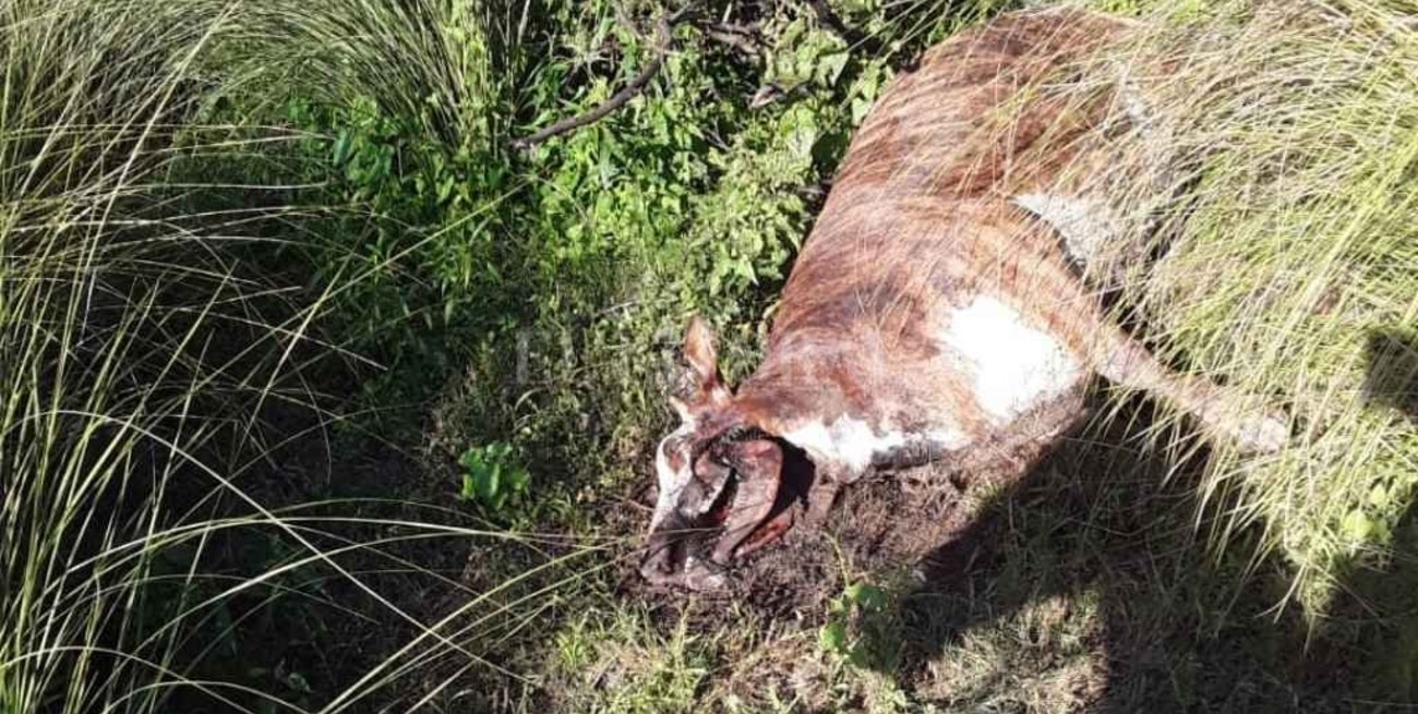 Video: extrañas mutilaciones de ganado en el norte de Santa Fe