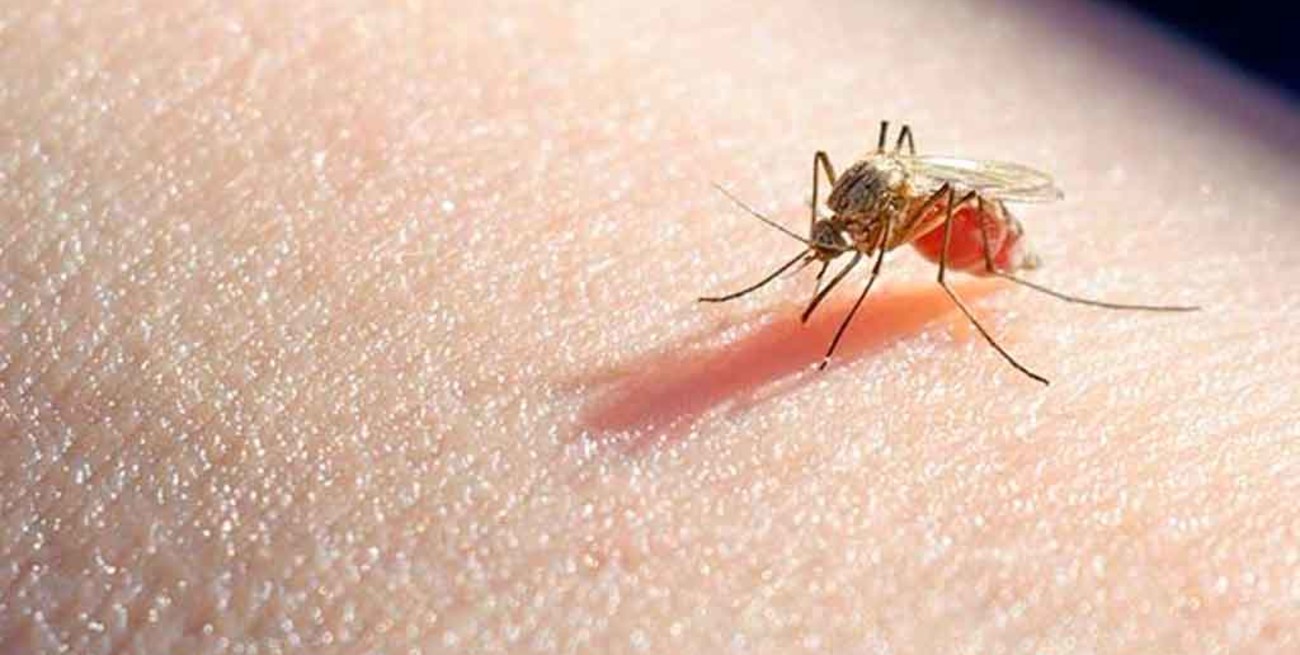 Argentina libre de Paludismo