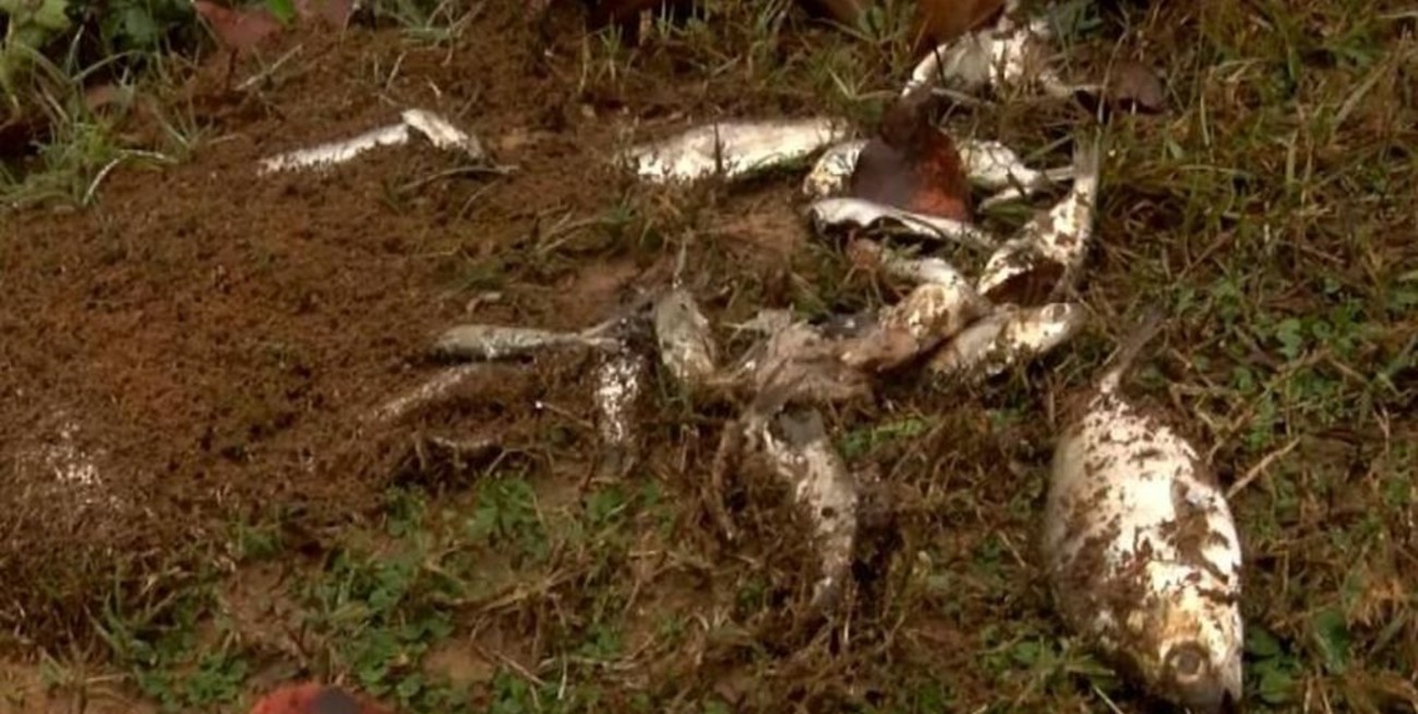 Estados Unidos: "llovieron" peces en una ciudad de Texas