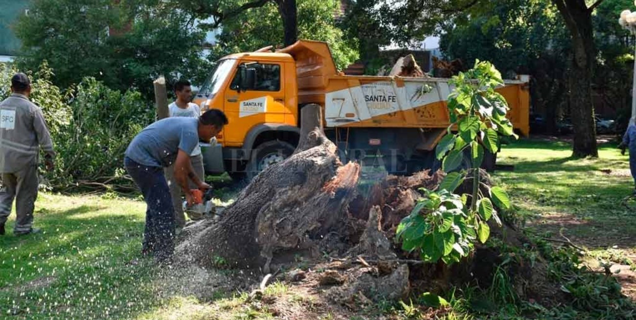 Retiraron el árbol caído en el sur de la ciudad