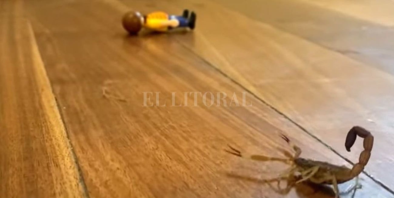 Un pediatra ideó un video con acciones simples  para evitar accidentes en casa con escorpiones