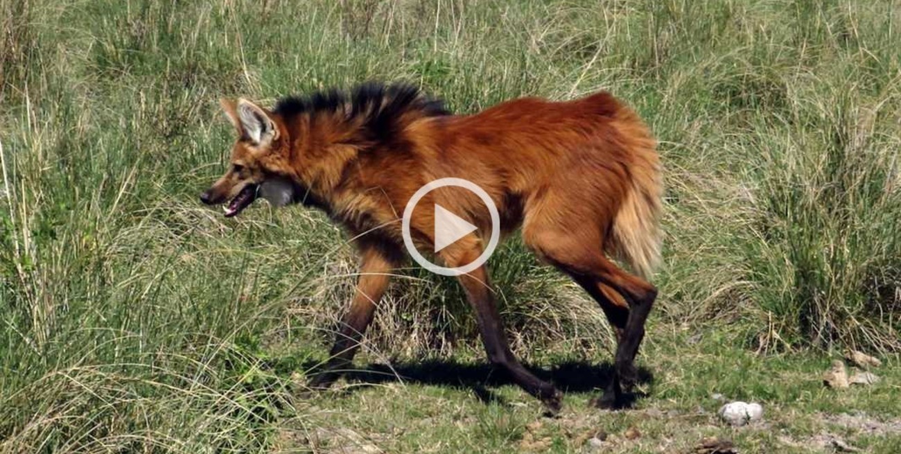 Liberaron dos aguará guazú en la reserva "Isleta Linda"